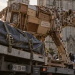 Un léopard géant transporté dans les rues de Caen avant son exposition